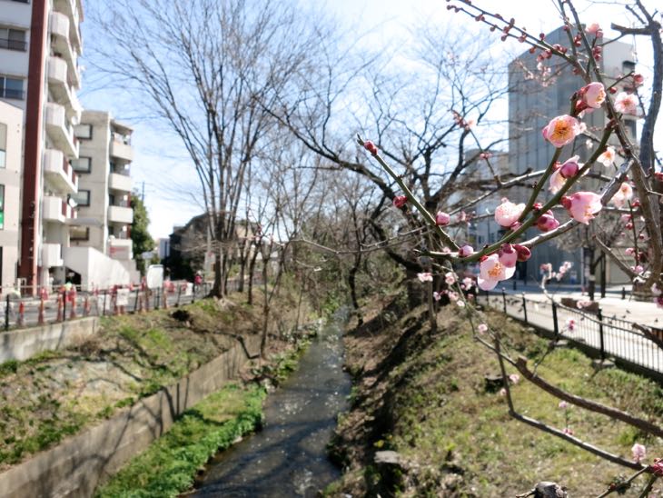 玉川上水 ”風の散歩道”
